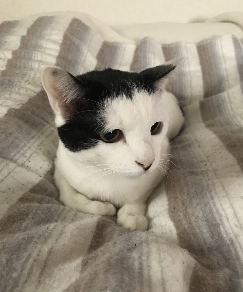 猫から見た発達障害 No4 ナナトエリ 亀山聡 Note