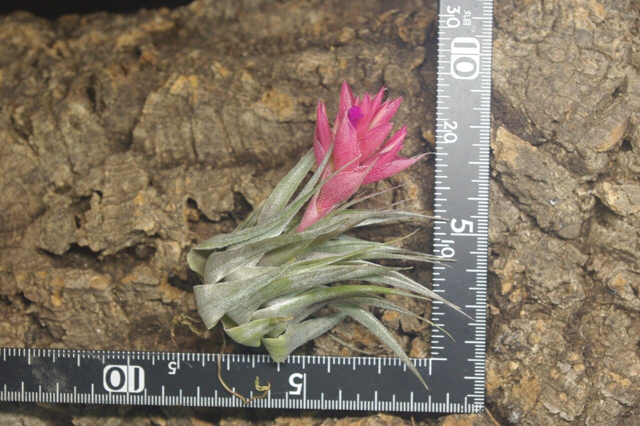 チランジア入荷リスト2/6｜NatureGarden🌿神田