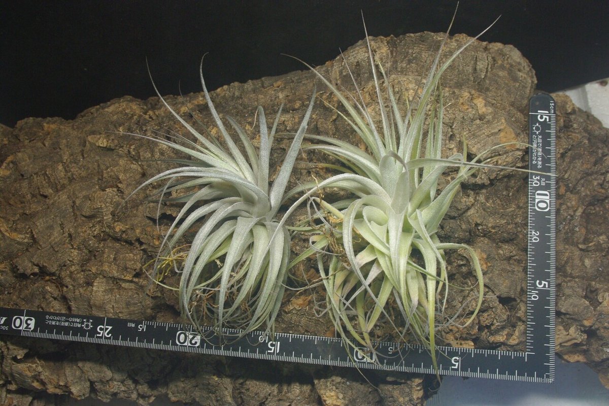 チランジア ロイテリ （チランジア入荷リスト2/6｜NatureGarden🌿神田） 