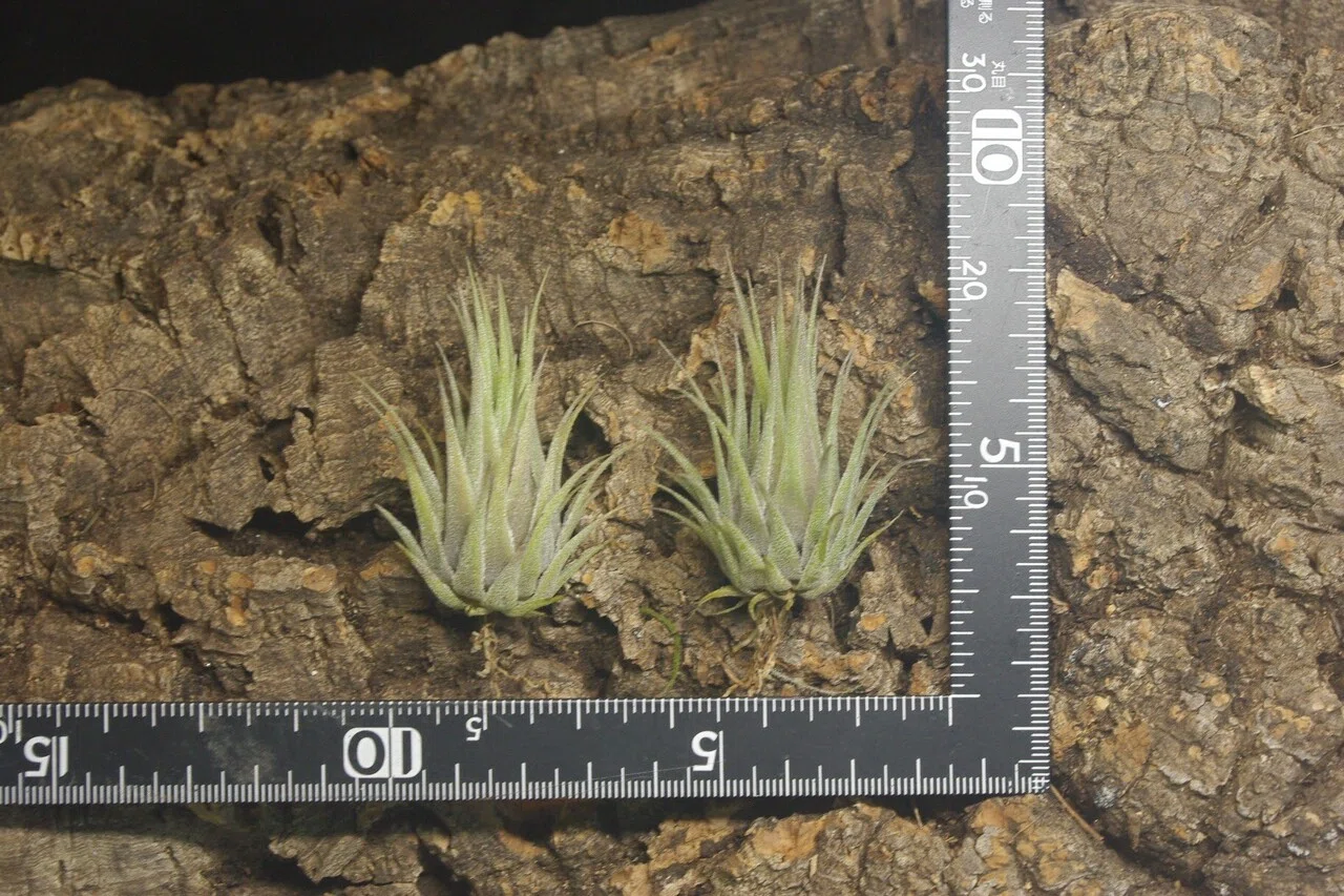 チランジア入荷リスト2/6｜NatureGarden🌿神田