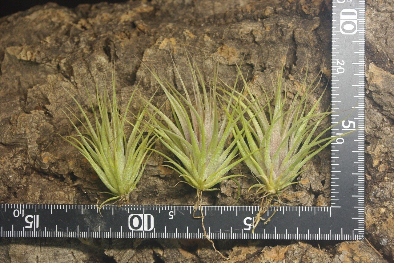 チランジア入荷リスト2/6｜NatureGarden🌿神田