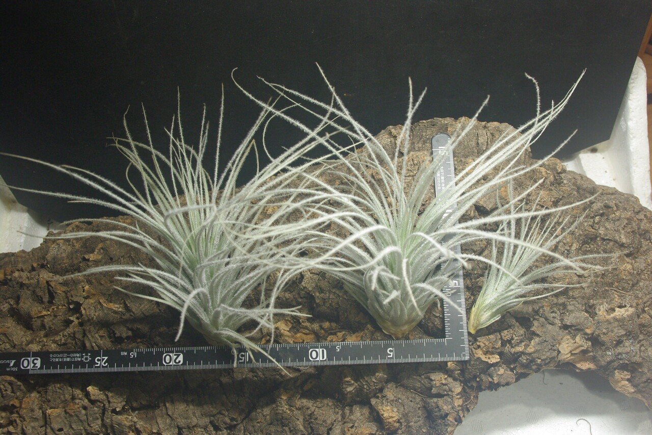 Tillandsia roseiflora x sprengeliana ティランジア・ロゼイフローラｘスプレンゲリアナ 【Til-205】 -  観葉植物