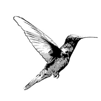 hummingbird1980