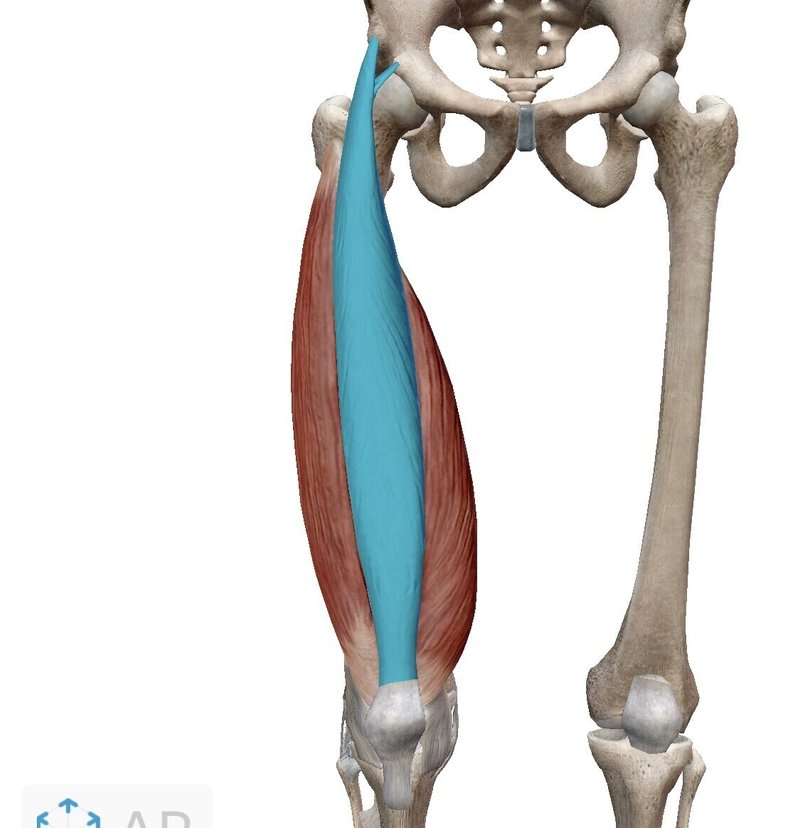 大腿四頭筋 パーソナルトレーナー 岡田 Note