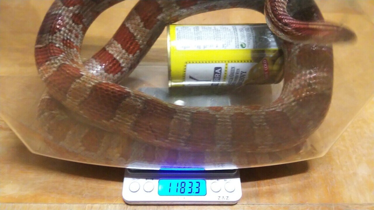 レプタイトルテ シュガーレス 52個目 青嵐透 Note