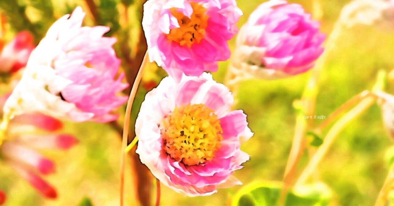 2月13日 誕生花は広葉花簪 誕生花短歌 御子柴 流歌 Note