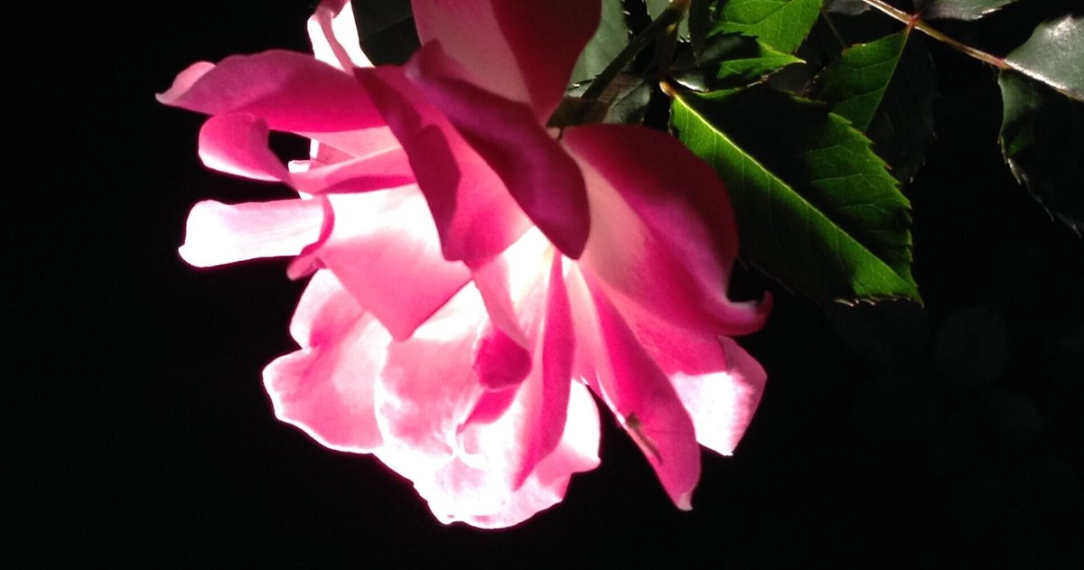 Lucifer 幽霊館の薔薇の庭篇｜青咲