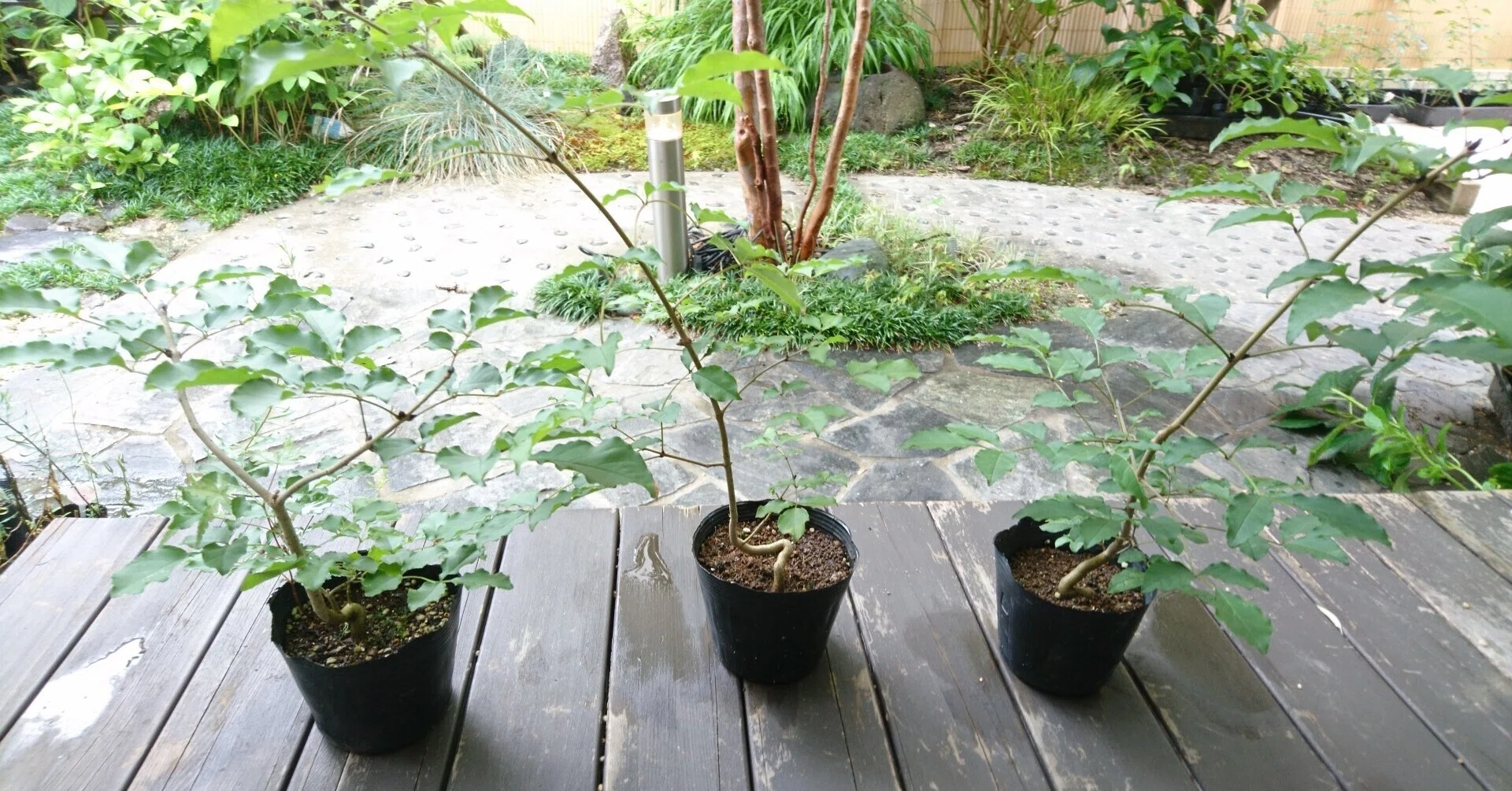 アオダモ　雑木 曲がり樹形の個性のあるアオダモ！｜雑木の苗と草花ショップ ぞう木りん