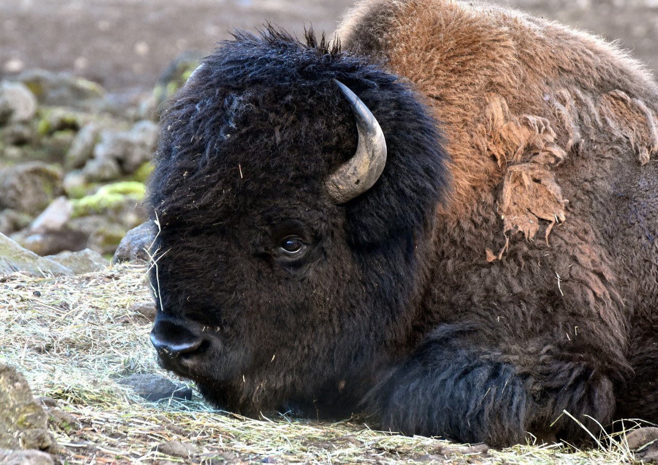 アメリカバイソン 鯨偶蹄目ウシ科 Hirahiranote Note