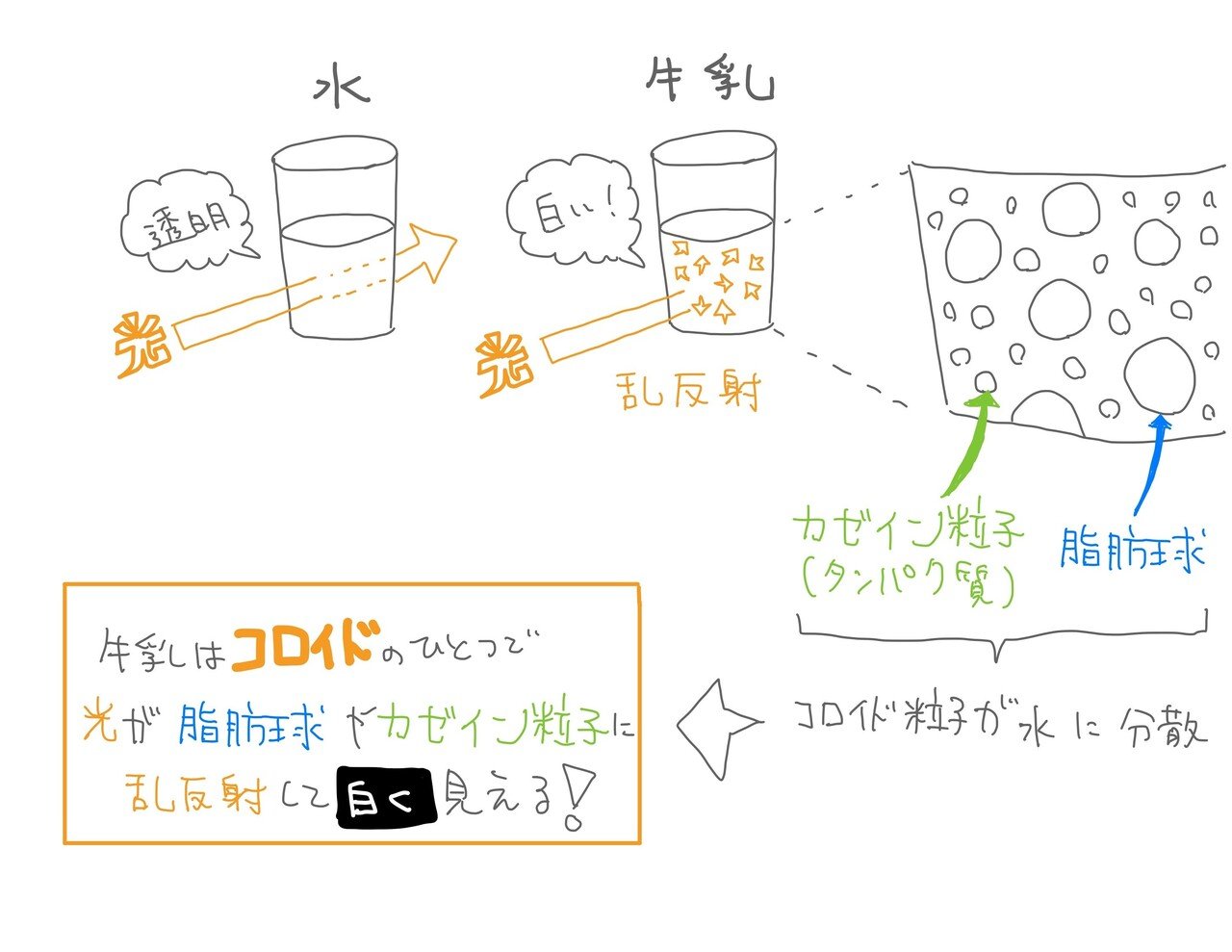 白い牛乳 Note食品学 5食目 君羅 好史 きみら よしふみ Note 白い牛乳 Note食品学 5食目 君羅 好史 きみら よしふみ Note