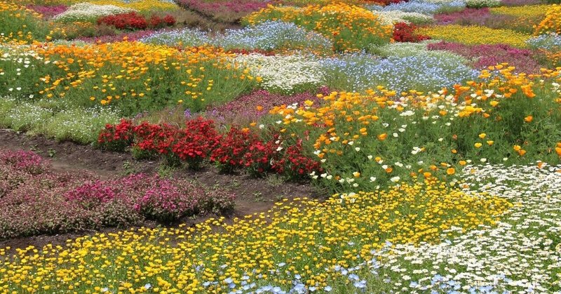 くじゅう花公園 の新着タグ記事一覧 Note つくる つながる とどける