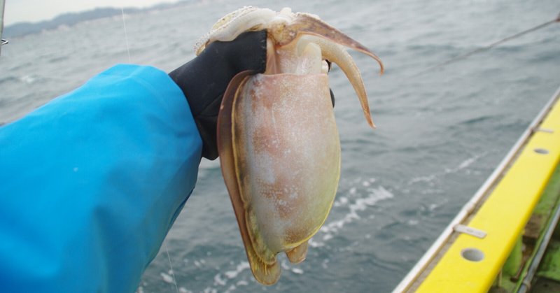 テンヤを使ったスミイカ釣り入門 磯子八幡橋 濱生丸 玉置標本 Note