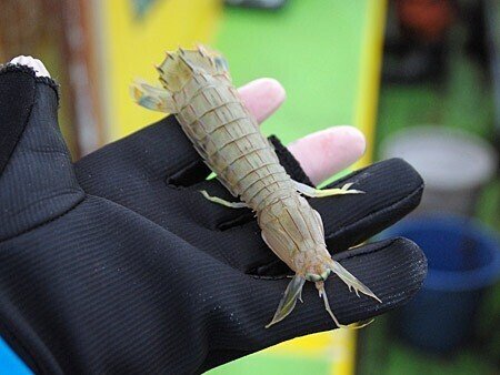 テンヤを使ったスミイカ釣り入門 磯子八幡橋 濱生丸 玉置標本 Note テンヤを使ったスミイカ釣り入門 磯子八幡橋 濱生丸 玉置標本 Note