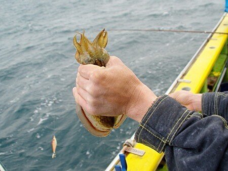 テンヤを使ったスミイカ釣り入門 磯子八幡橋 濱生丸 玉置標本 Note
