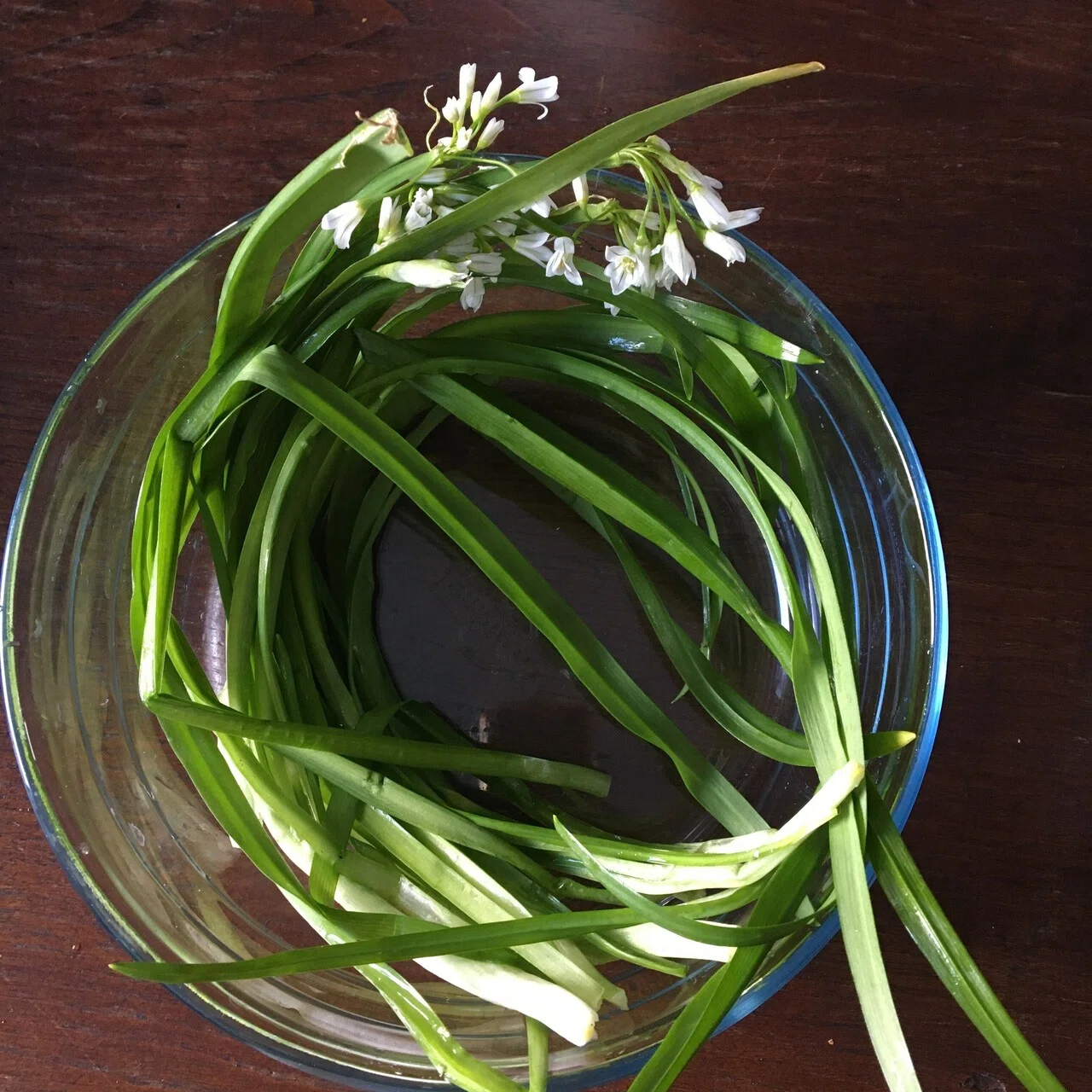 冬のスコットランドの海辺でみつけた植物で元気のでるごはんをつくる 作って食べる編 Walking Into Nature 02 Haruka Yazaki Note