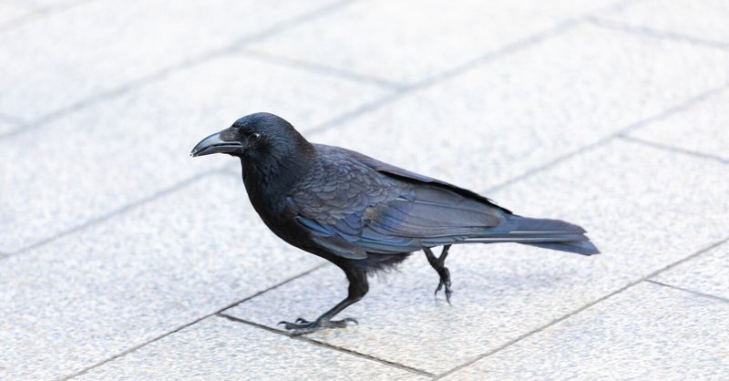 小説 カラスくんの夏 すぺすぺすずか Note 小説 カラスくんの夏 すぺすぺすずか Note