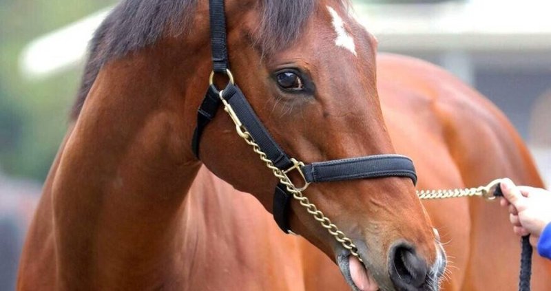 本命8割超え東京競馬場11レース本命 対抗 2 14 複勝率8割三姉妹パパの競馬予想 Note 本命8割超え東京競馬場11レース本命 対抗 2 14 複勝率8割三姉妹パパの競馬予想 Note