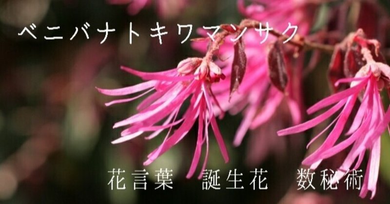 ベニバナトキワマンサク Note