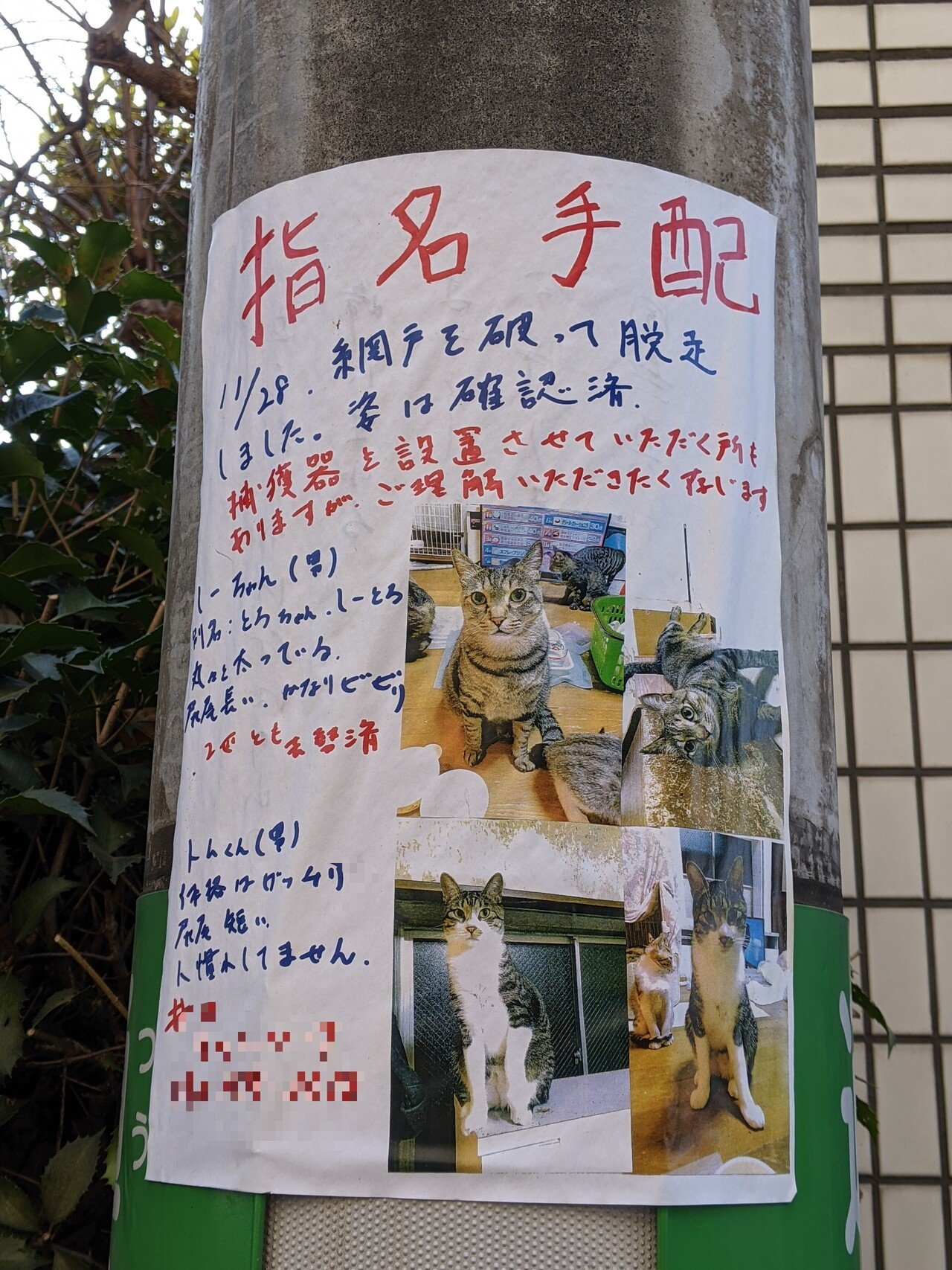 散策中に遭遇した猫の 指名手配 書 柘榴 Note 散策中に遭遇した猫の 指名手配 書 柘榴 Note