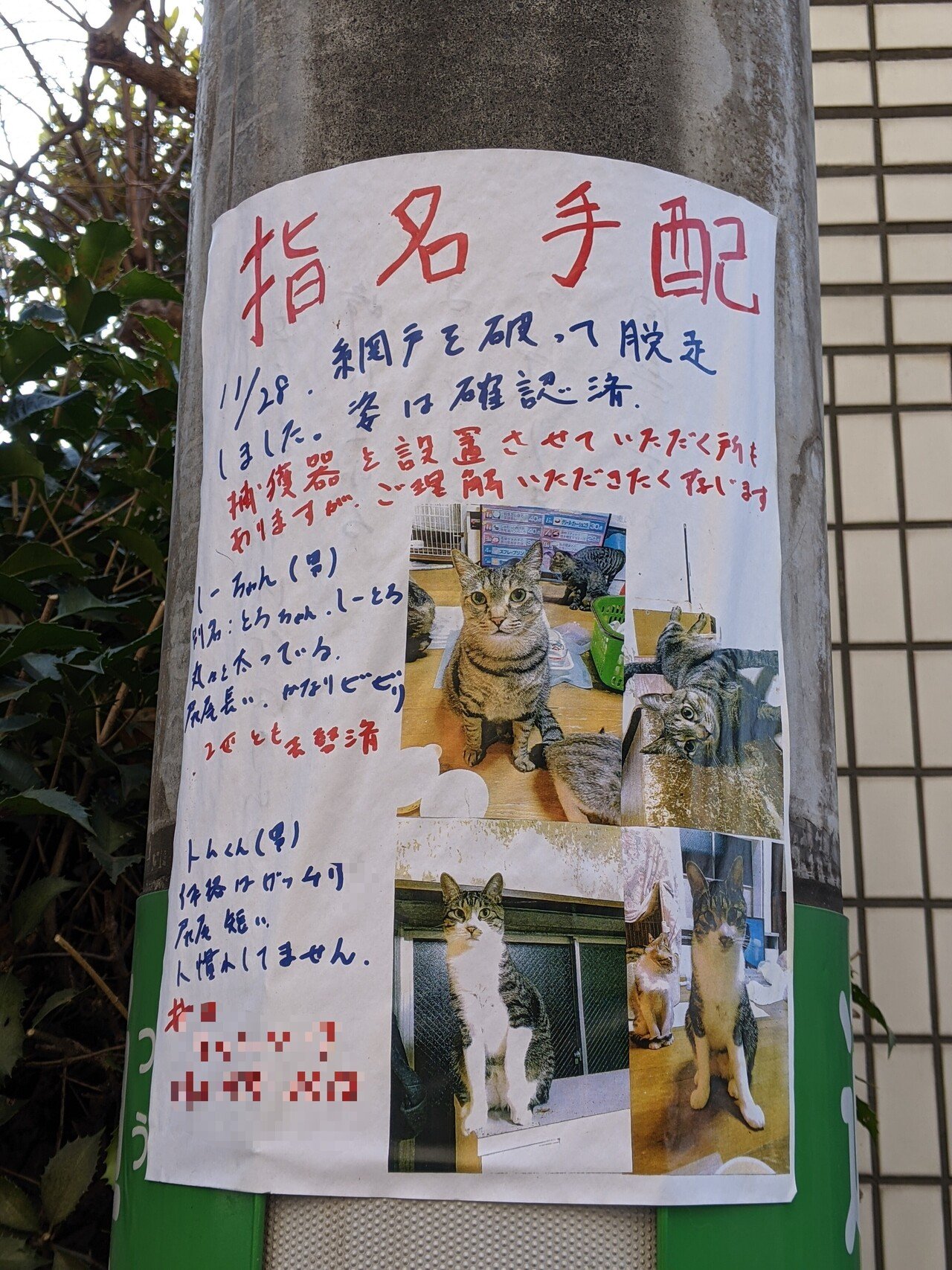 散策中に遭遇した猫の 指名手配 書 柘榴 Note