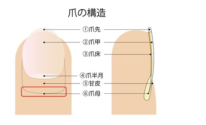 爪から分かる病気のサイン Anri Note