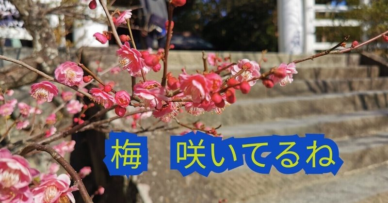 梅の花。人は、みんな違う。当たり前を知る研修。人はいろいろいるという当たり前を知る