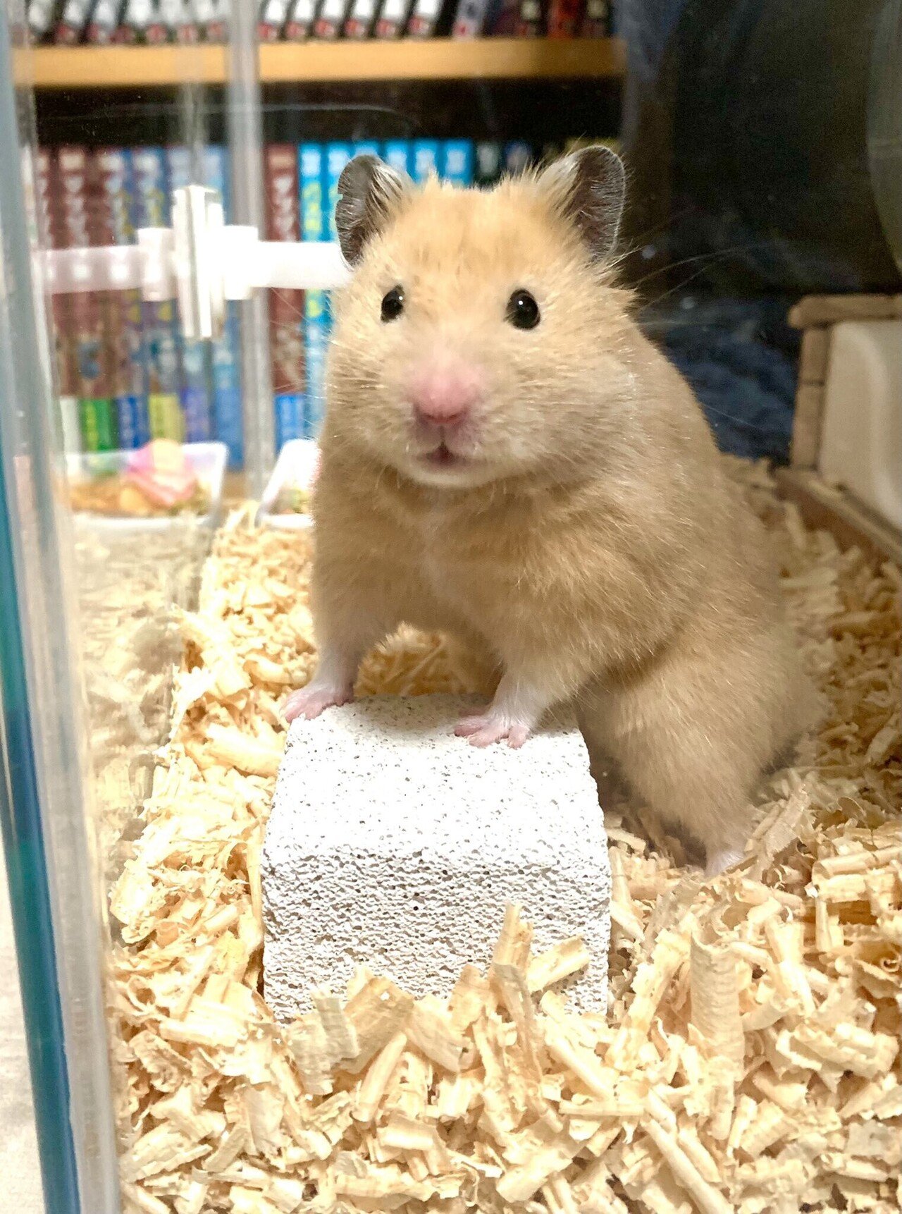 ハムスターに名前を付けたときの話 百田ちなこ Note ハムスターに名前を付けたときの話 百田ちなこ Note