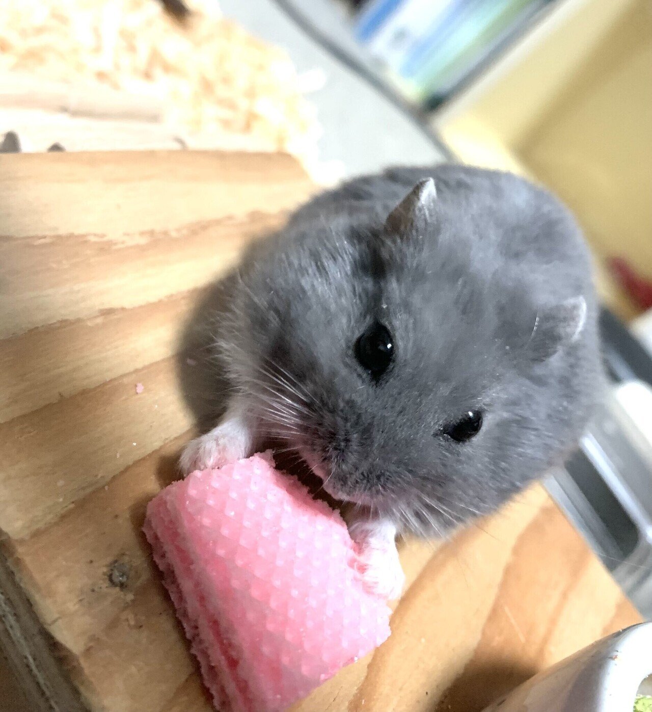 ハムスターに名前を付けたときの話 百田ちなこ Note ハムスターに名前を付けたときの話 百田ちなこ Note