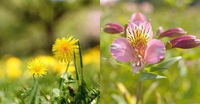 2月18日お誕生日の方おめでとうございます Monstera18 Note