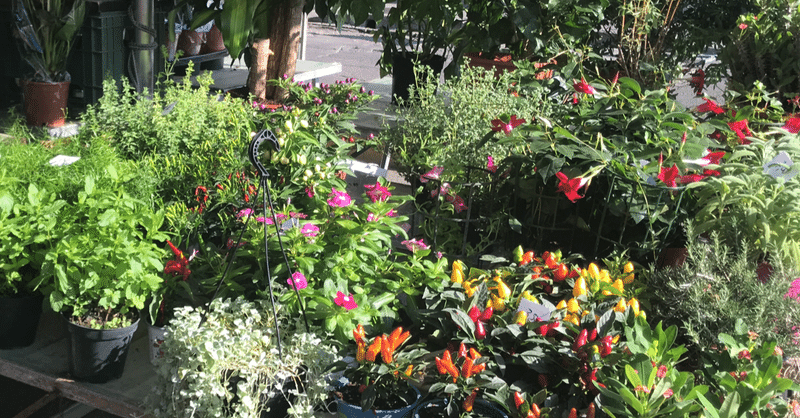 日曜市の花屋さんはアラナイ 絢 高知 Note 日曜市の花屋さんはアラナイ 絢 高知 Note