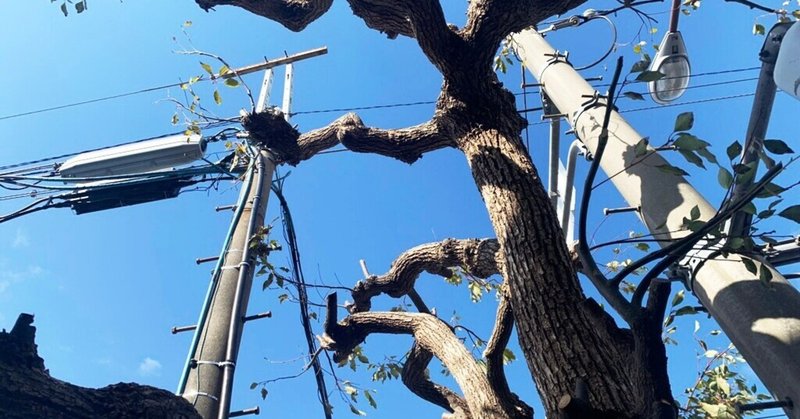 植物コレクション001 楡 にれ おおたしじみ Note