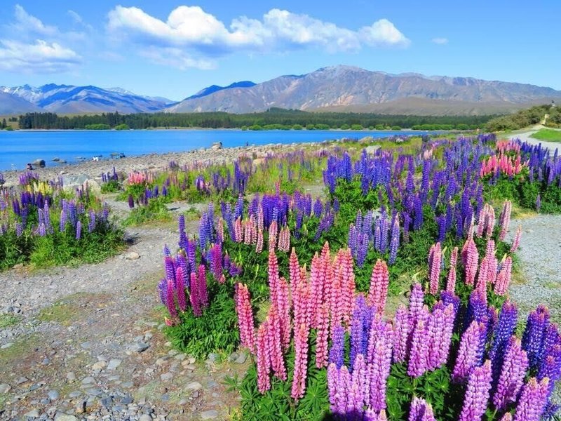 ニュージーランドは 白い花 が多い その理由とは 固有種あふれる 地球の箱庭 のナゾ マウントクックリリー サウスアイランドエーデルワイス ラージマウンテンデイジー 自慢できる豆知識 添乗員さん 旅行情報局 Note