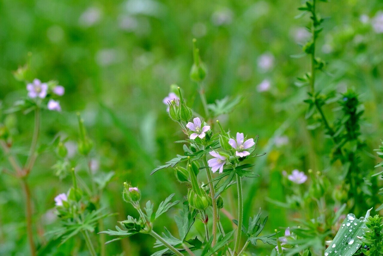 草むらに咲く綺麗な花 アメリカフウロ Hhaannaaiihh Note 草むらに咲く綺麗な花 アメリカフウロ Hhaannaaiihh Note