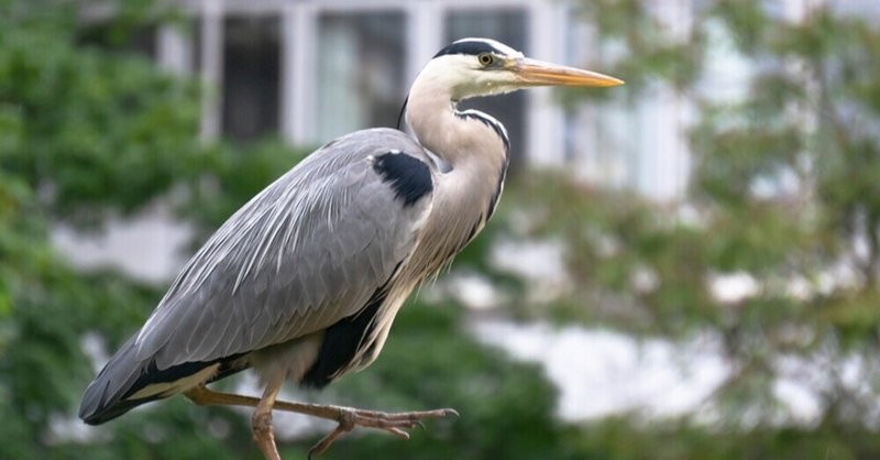 鎌倉の野鳥コレクション5 アオサギ おおたしじみ Note