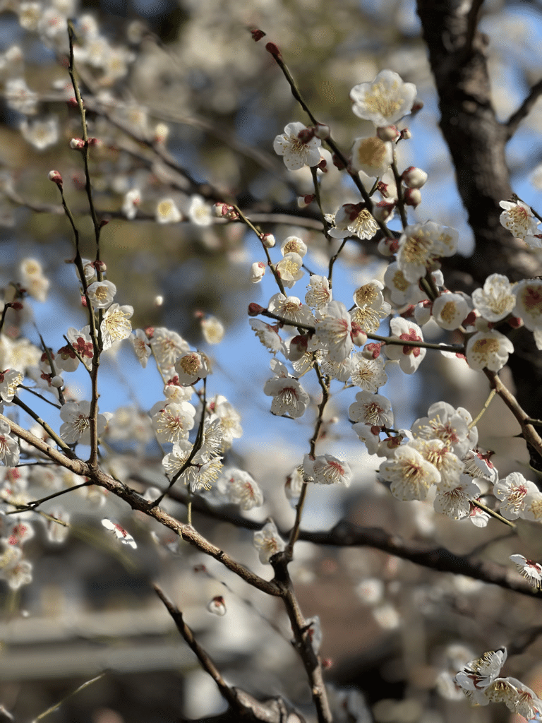 えっ 梅ってこんなにいい香りなんだ 観光タクシーで 梅の名所めぐり ワタシ楽して家族満足 川鍋一朗 Ichiro Kawanabe Note