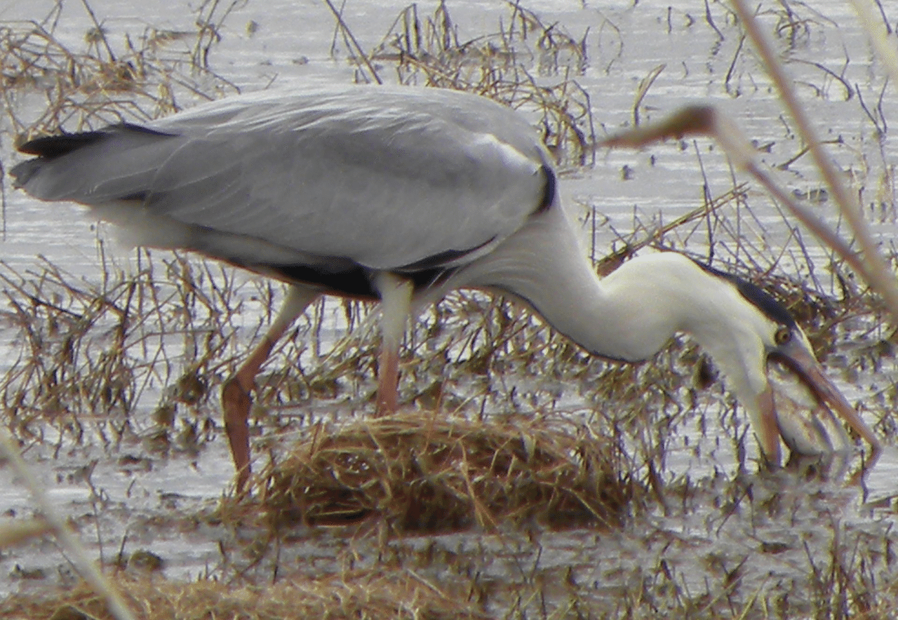 鎌倉の野鳥コレクション5 アオサギ Branding Tailor