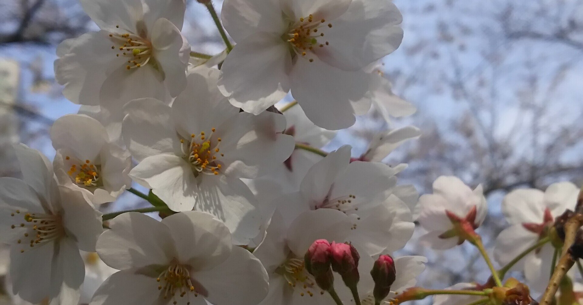 植物が出てくる本 花競べ 朝井まかて なつめぐlabo Note