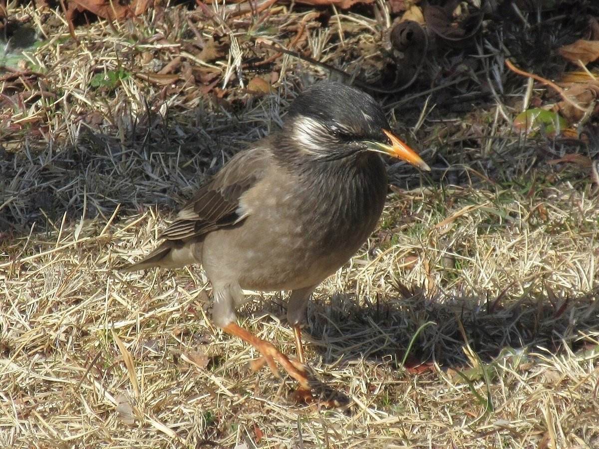 椋鳥はちゃっかり者★20210214