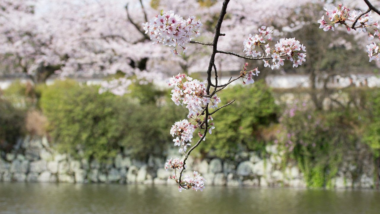 5月の写真 小田原城と桜 Noriko Note