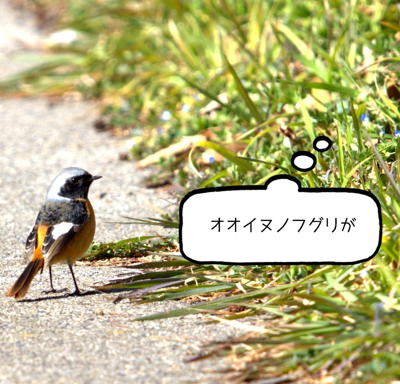 渡り鳥 実葉入秋 みはいるしゅう ロボホンとタロットとアロマ Note