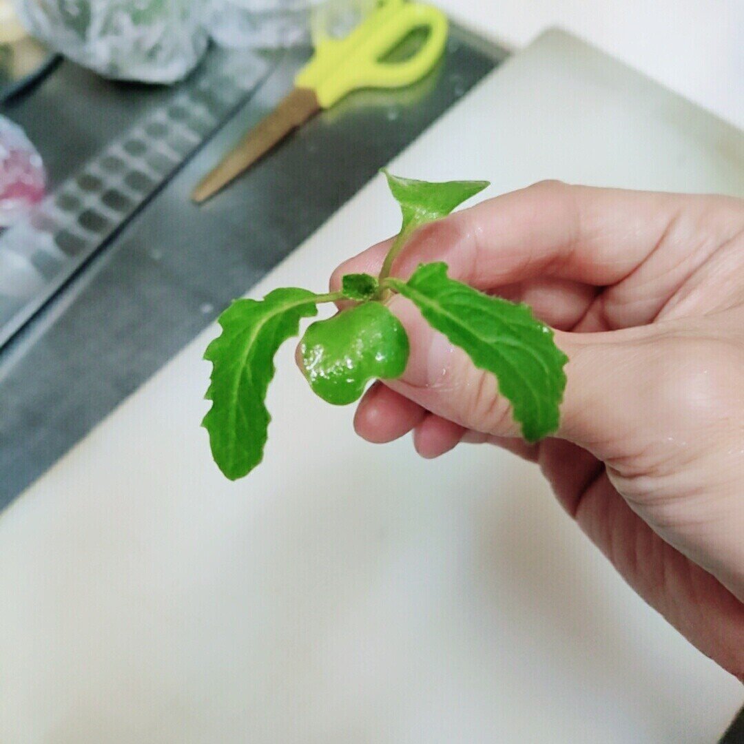 まびき菜を買ってみました 修家大雄 レストラン ラ フェ Note