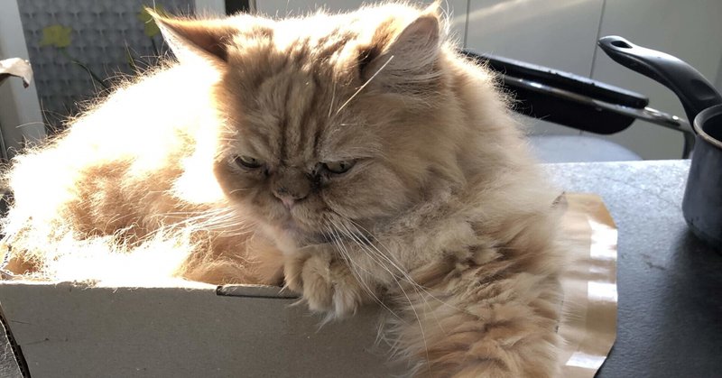 映画鑑賞文 幸せなひとりぼっち 森崎将太 note