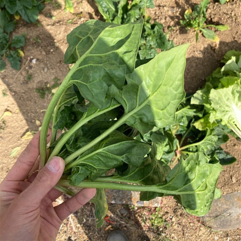 カルシウム不足 11 18 晴 2 14 21 Sasabatake Note