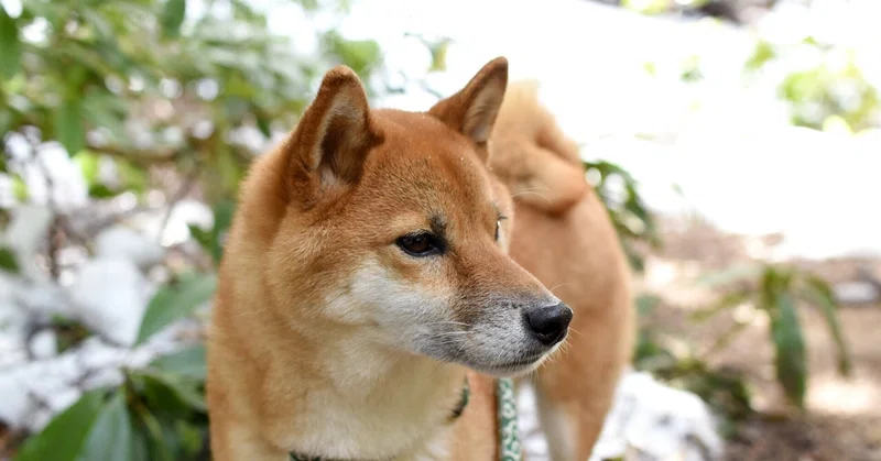 あなたの近くに 犬 がつく地名はありますか しばいぬたろう Note