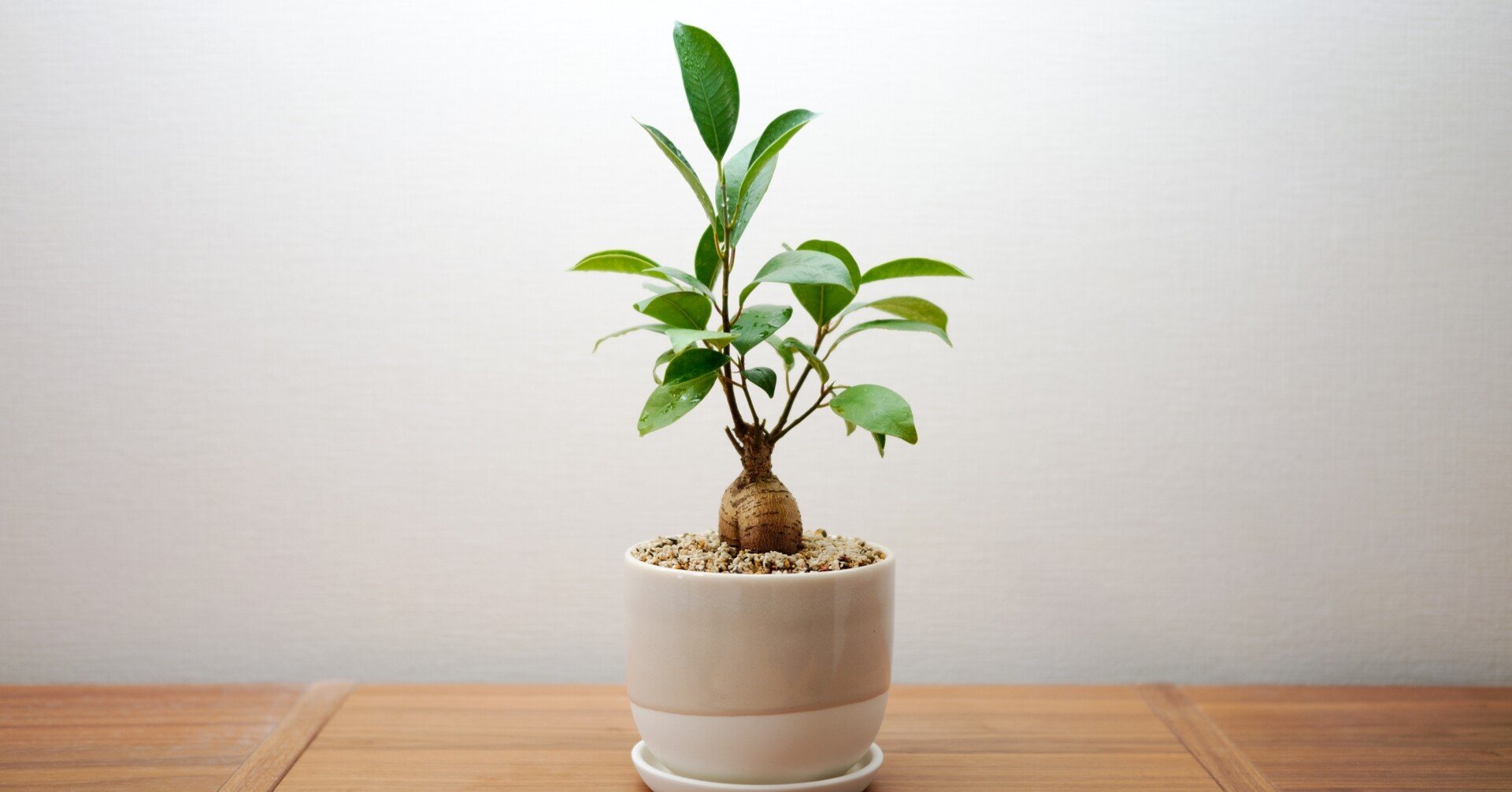 abc255d866b898f5bd120c309880a7