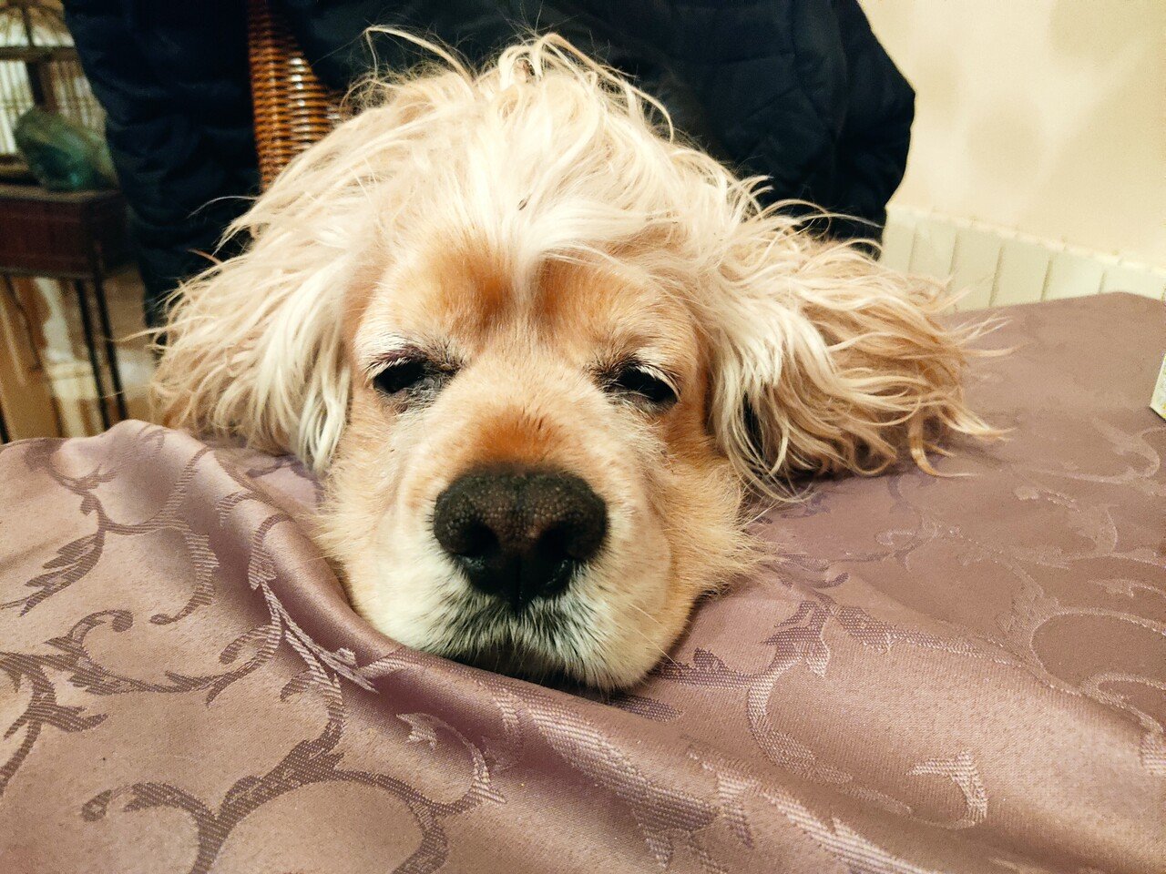 よそんちの犬 私より良い生活してた 泣 貴族犬かわってくれー パリ屋根裏通信 Note よそんちの犬 私より良い生活してた 泣 貴族犬かわってくれー パリ屋根裏通信 Note