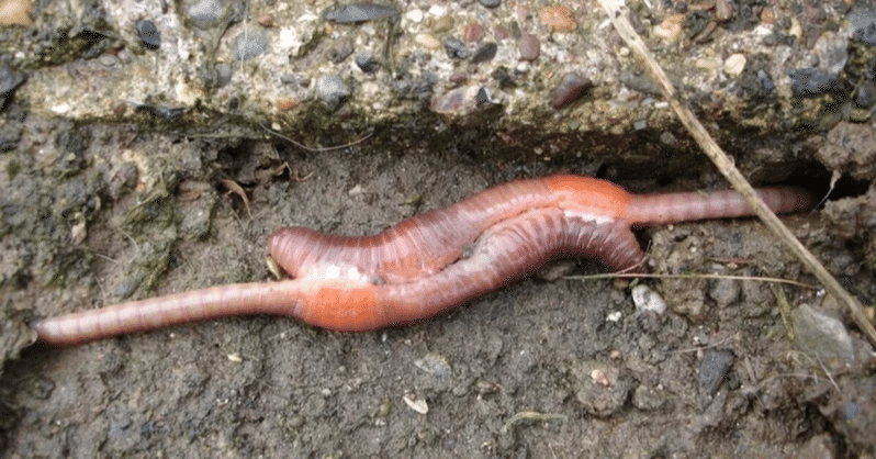 ミミズ cbe9913e20f1c52a72c14bfea85f8c