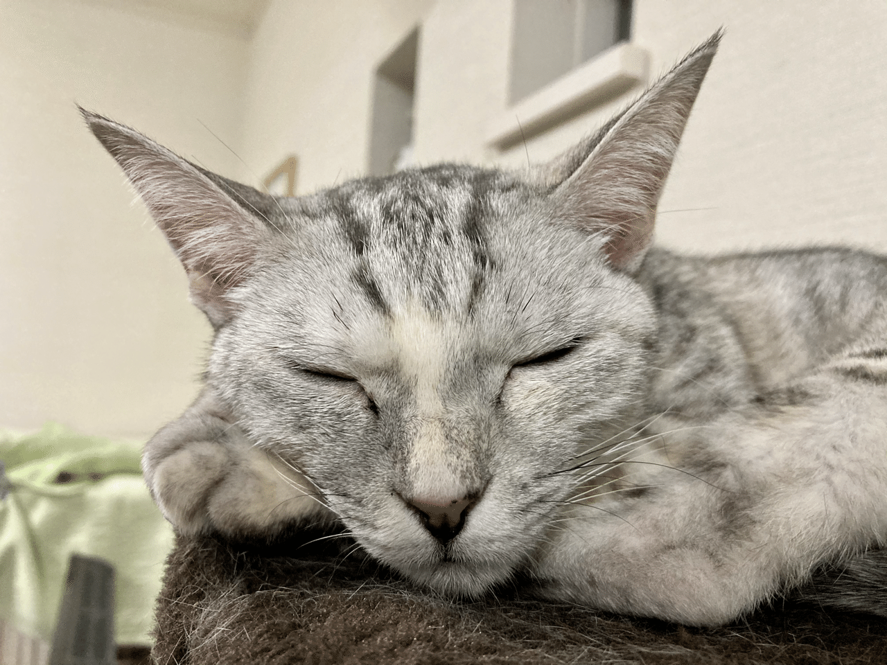 ねこあつめ の新着タグ記事一覧 Note つくる つながる とどける