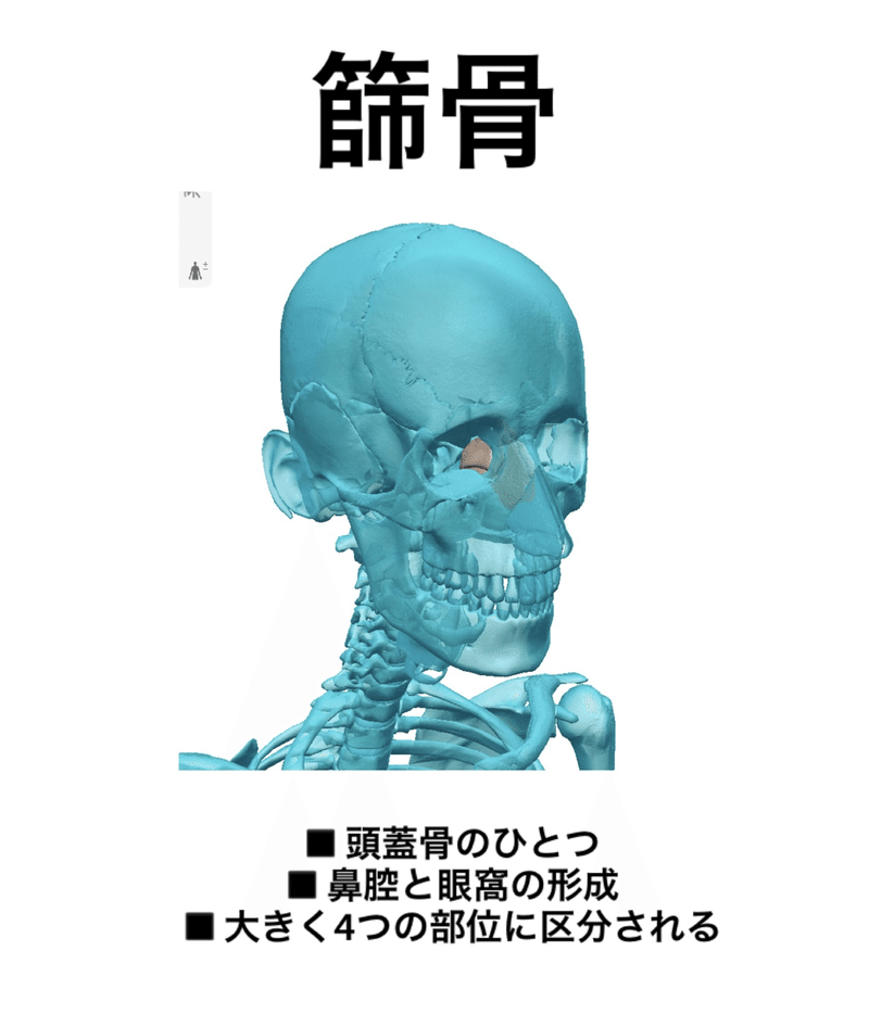 篩骨 骨勉 伊藤 陵亮 Note