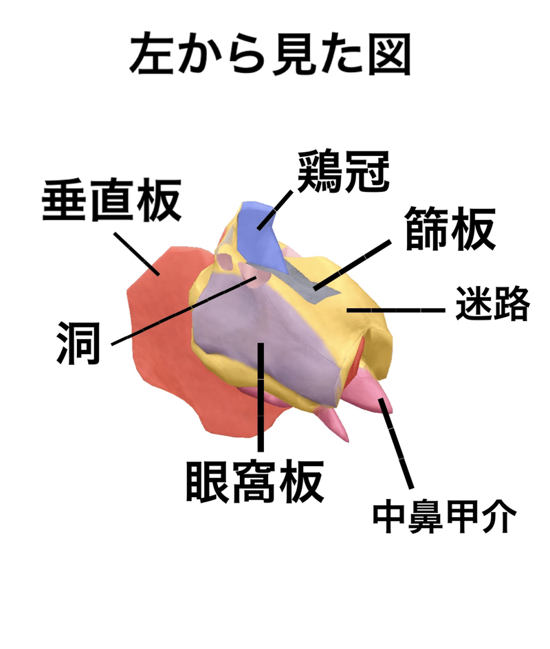 篩骨 骨勉 伊藤 陵亮 Note